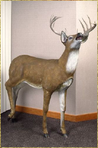 Standing Deer